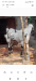 ছাগল কিছুটা তোতাপড়ি এর জাতের